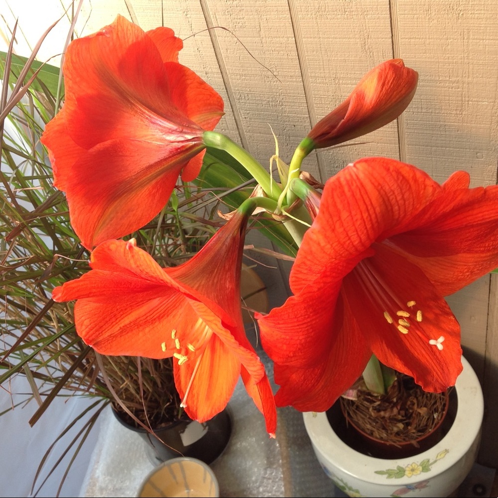 Meet your Posher, Shirley